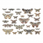 Preview: Tim Holtz - Transparet Moths