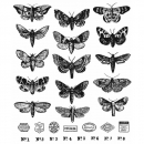 Tim Holtz Stempelset - Moth Study